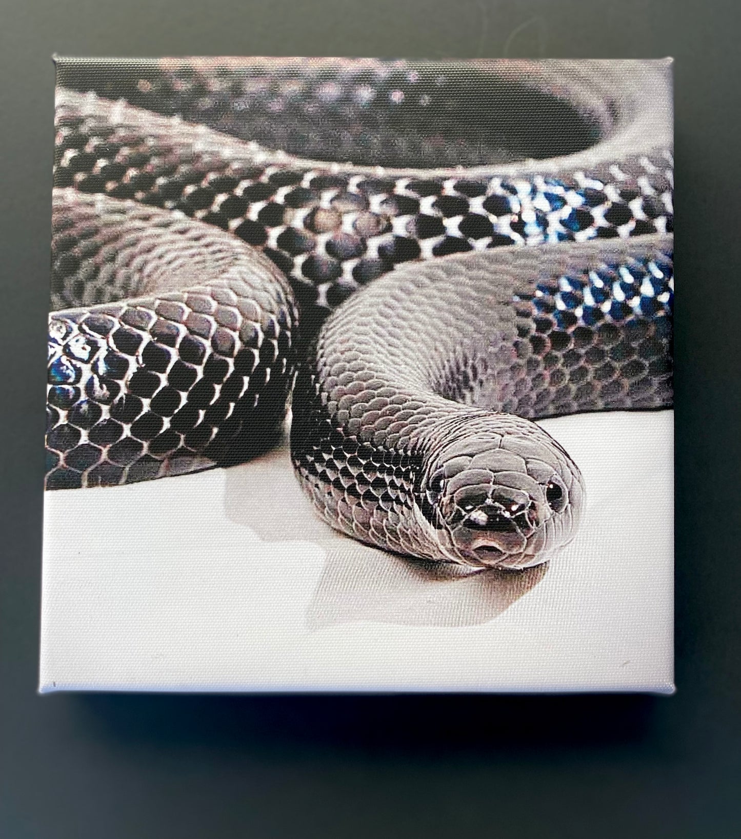 8x8 Reptile Canvas Prints