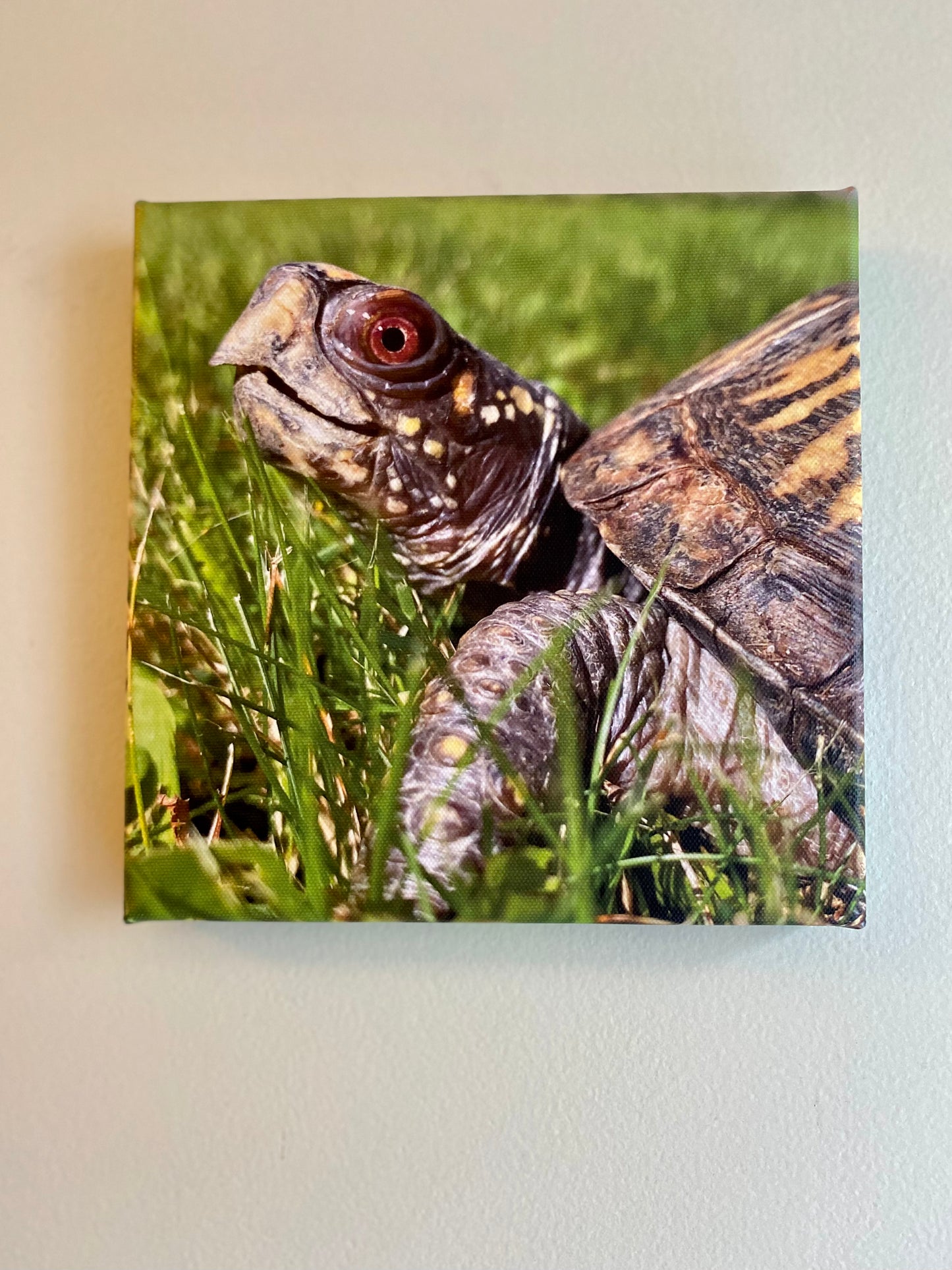 8x8 Reptile Canvas Prints