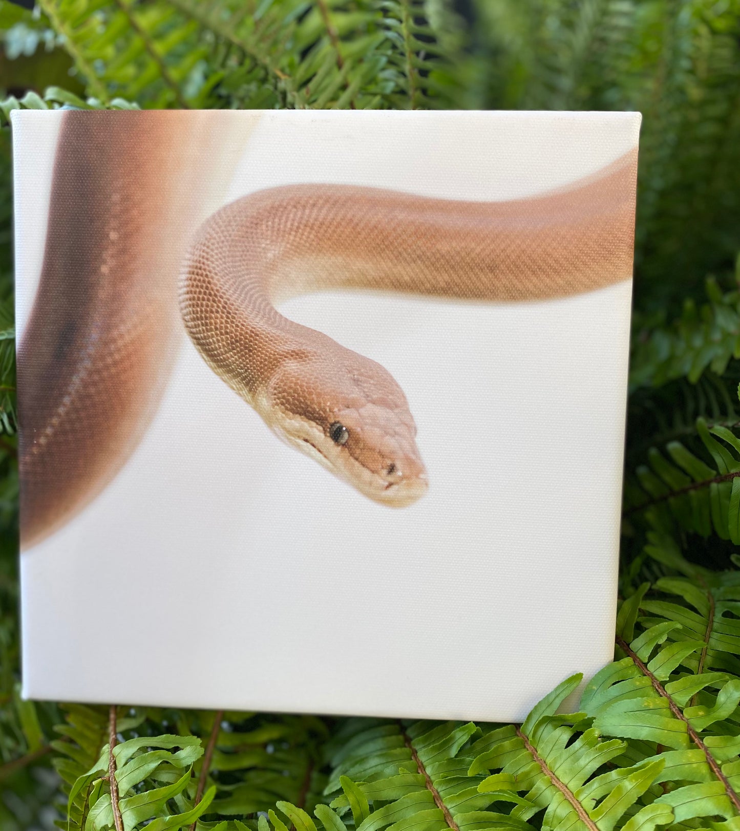 8x8 Reptile Canvas Prints