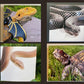 8x8 Reptile Canvas Prints
