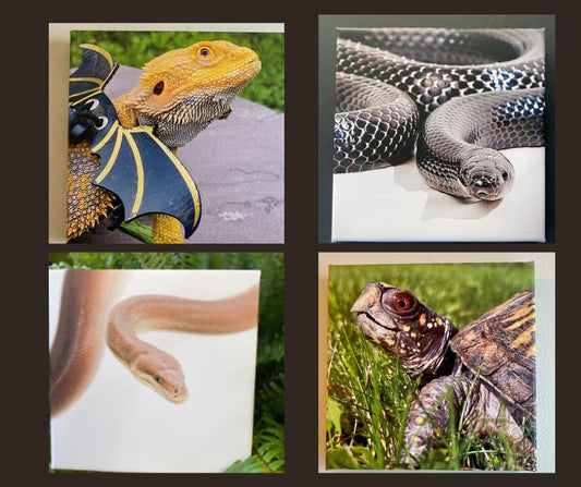 8x8 Reptile Canvas Prints
